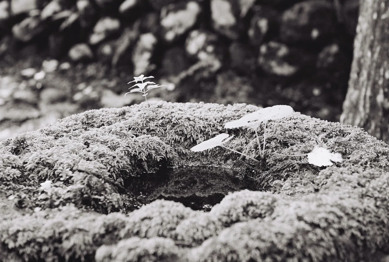 Nikon NIKKOR-H・C 5cm F2について｜keisodo/gaolang