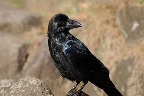 第177回 カラスの構造色｜翆野 大地