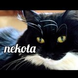 nekota ❄︎【連載小説】キッスで解けない呪いもあって！〜ボッチ王子の謎解き呪解譚〜