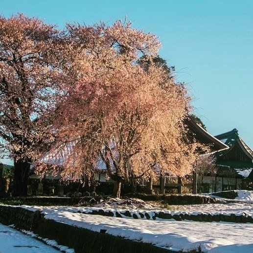 雪と桜と寺