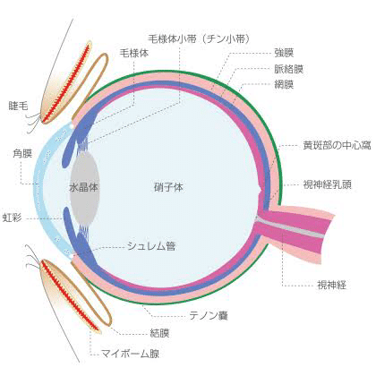 眼球の構造（見え方の仕組み）と視機能について｜メガネくん@盲学校