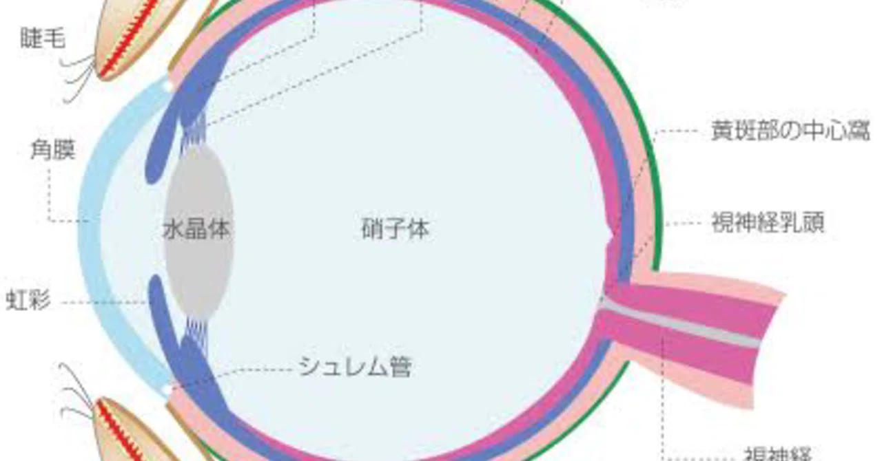 眼球の構造（見え方の仕組み）と視機能について｜メガネくん@盲学校