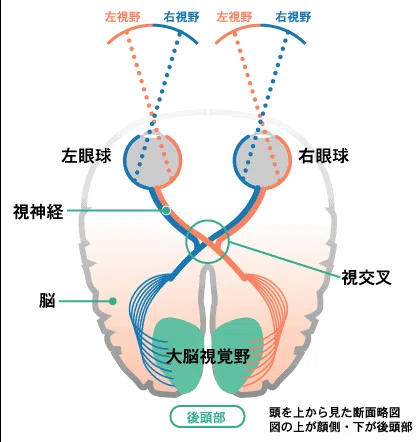 眼球の構造（見え方の仕組み）と視機能について｜メガネくん@盲学校