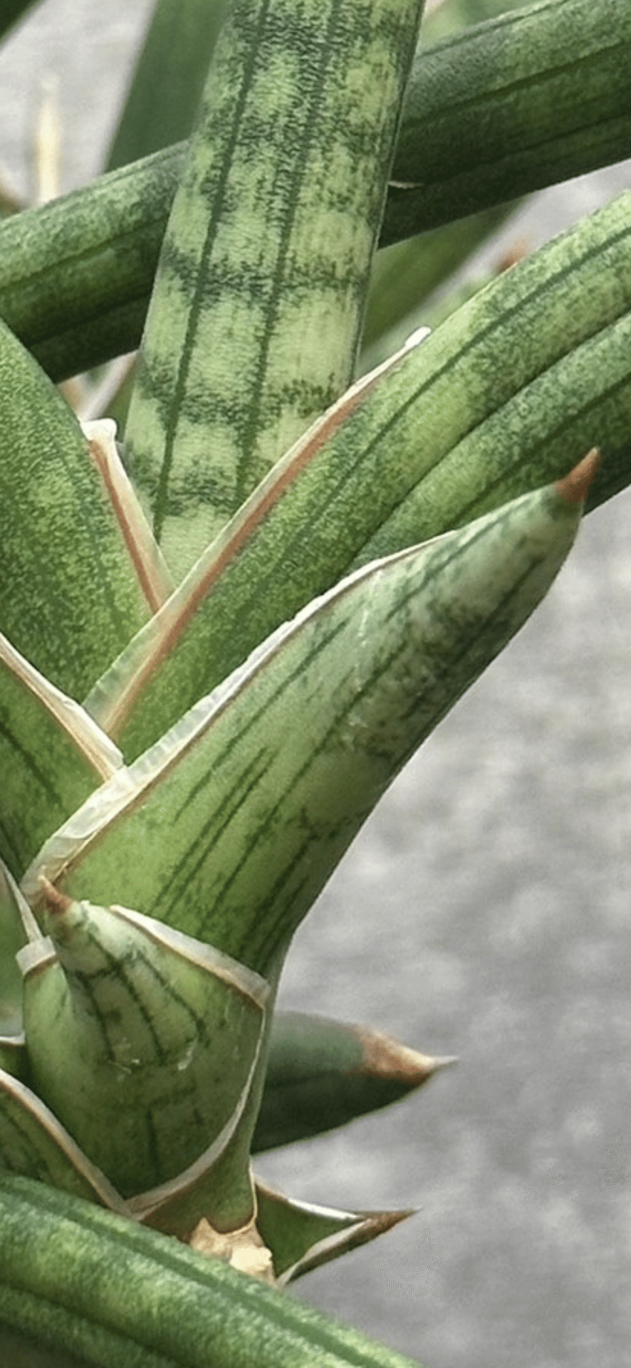 SANSEVIERIA SUFFRUTICOSA｜EGGSEED