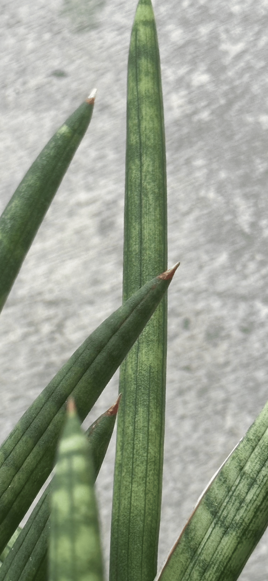 SANSEVIERIA SUFFRUTICOSA｜EGGSEED