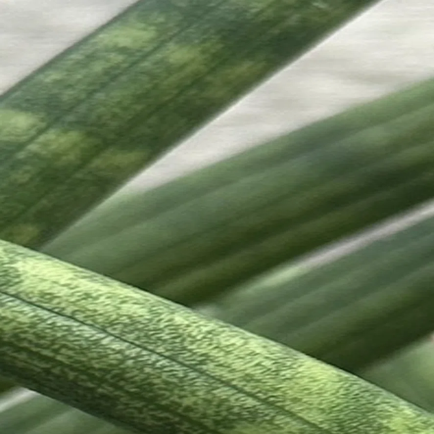 SANSEVIERIA SUFFRUTICOSA｜EGGSEED