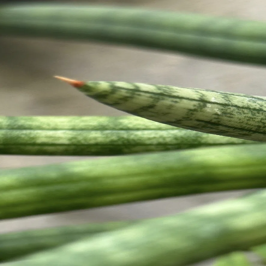 SANSEVIERIA SUFFRUTICOSA｜EGGSEED