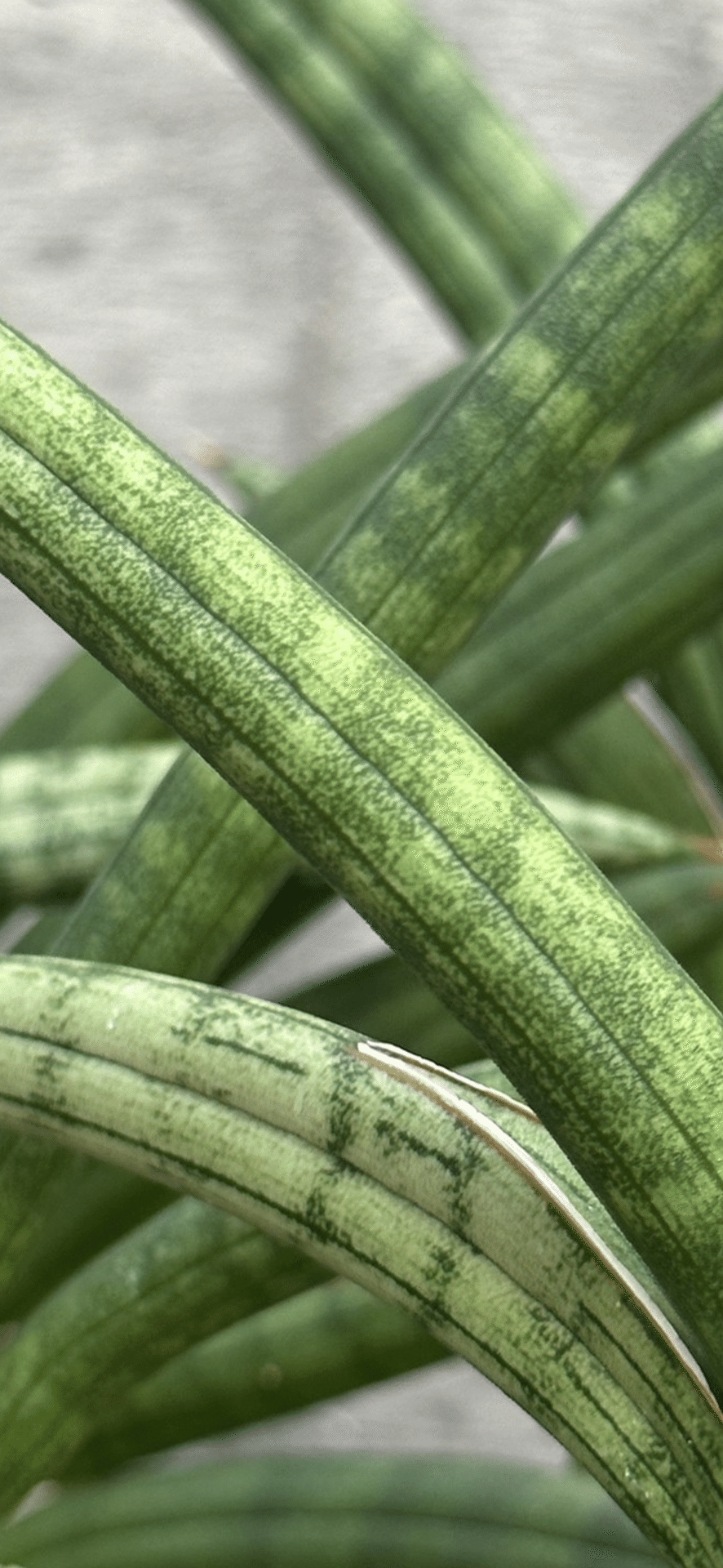 SANSEVIERIA SUFFRUTICOSA｜EGGSEED