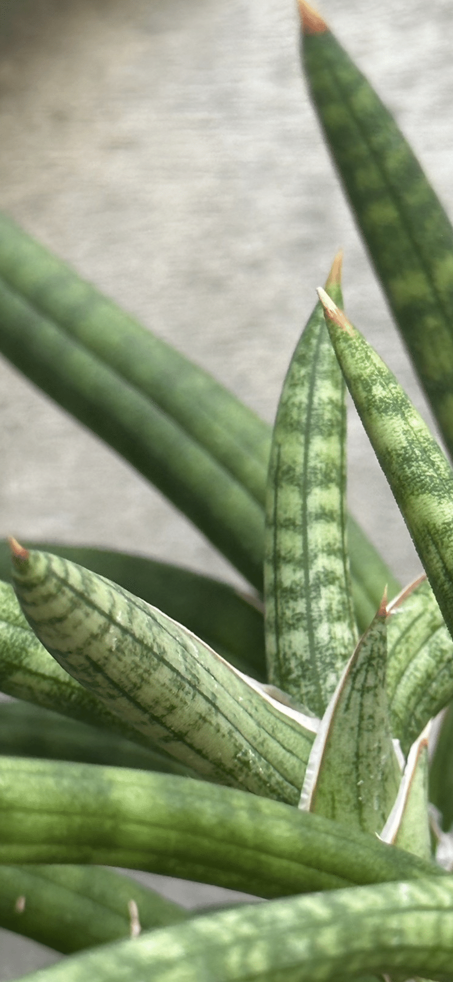 SANSEVIERIA SUFFRUTICOSA｜EGGSEED