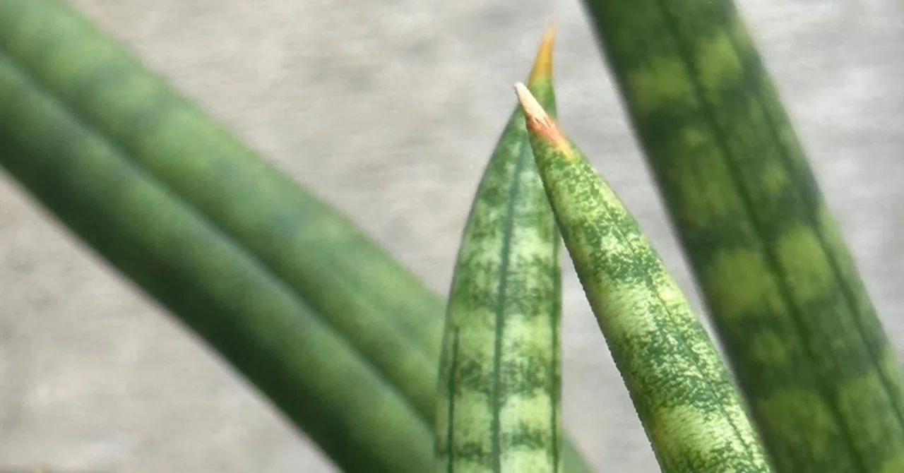 SANSEVIERIA SUFFRUTICOSA｜EGGSEED