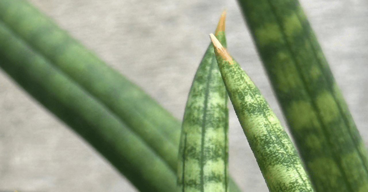 サンスベリア スッフルティコーサ S. suffruticosa Sansevieria