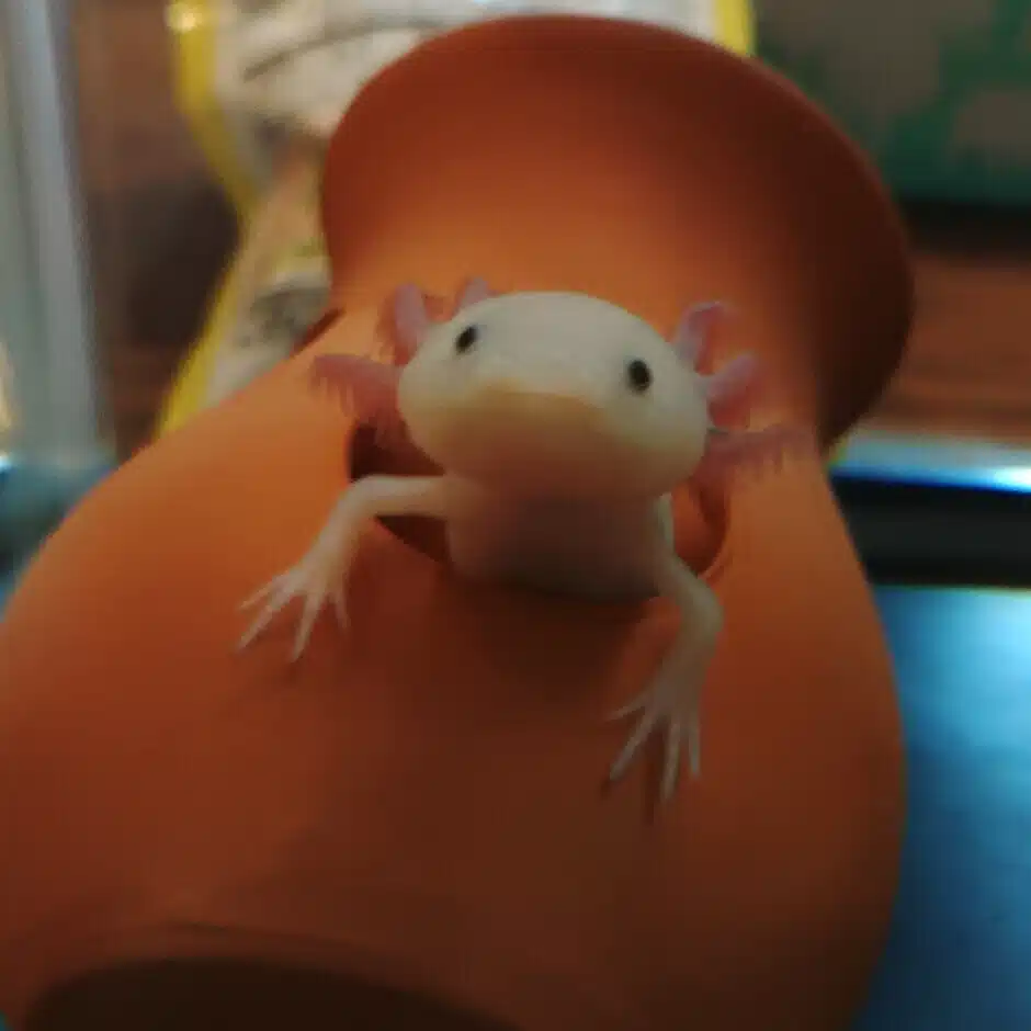ヨシノアキ