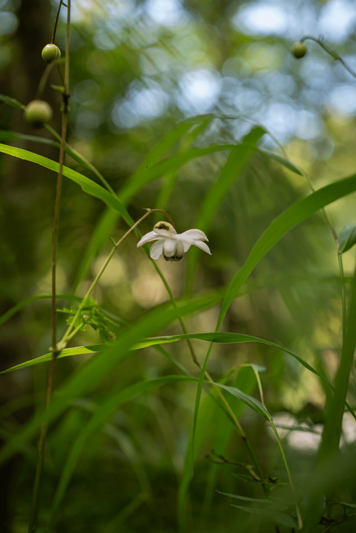 ナツズイセン　パステル画　箱根長安寺 箱根 仙石原、長安寺と箱根湿性花園｜SACHIKO_S