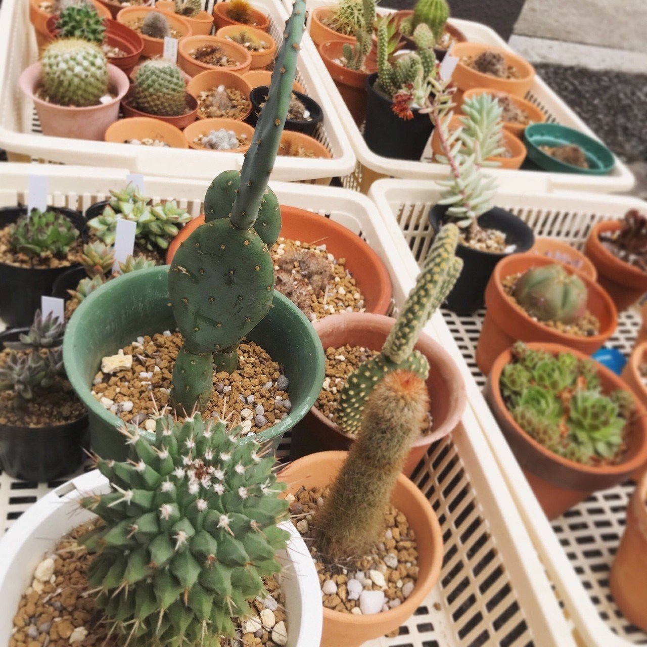 サボテンの植え替え ナナメ Note