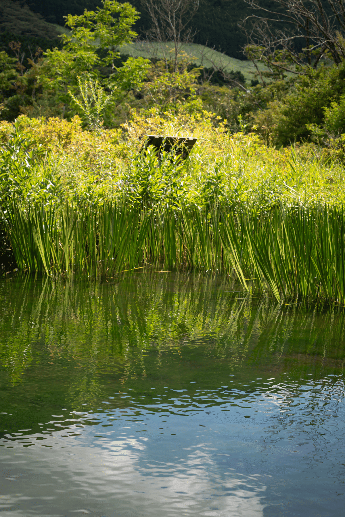 箱根 仙石原、長安寺と箱根湿性花園｜SACHIKO_S