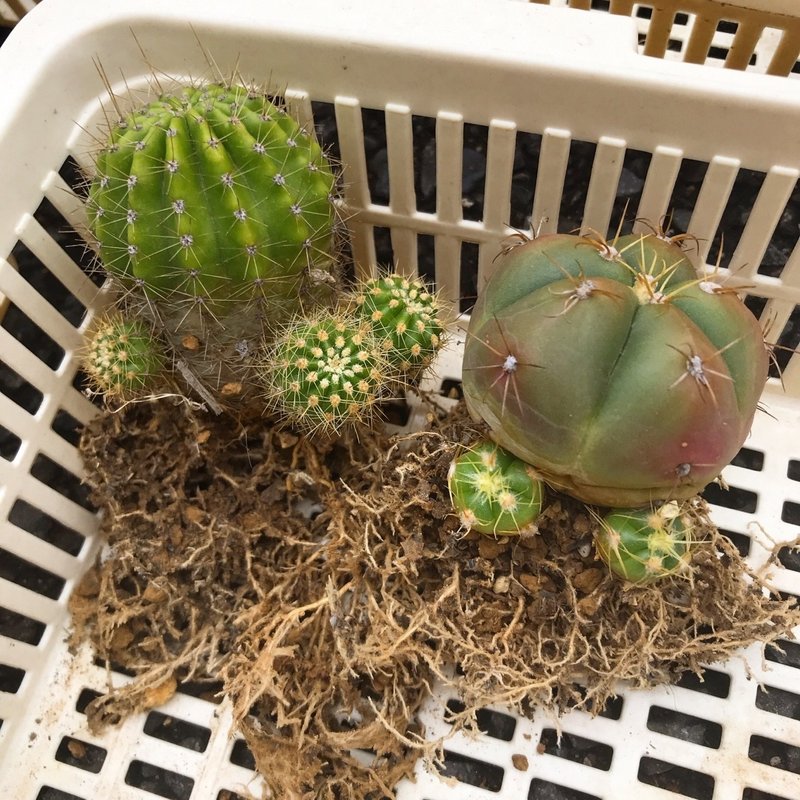 サボテンの植え替え ナナメ Note