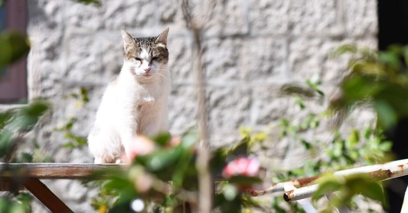 【台湾カメラ散歩】猫も退屈する閑散期の馬祖・芹壁聚落