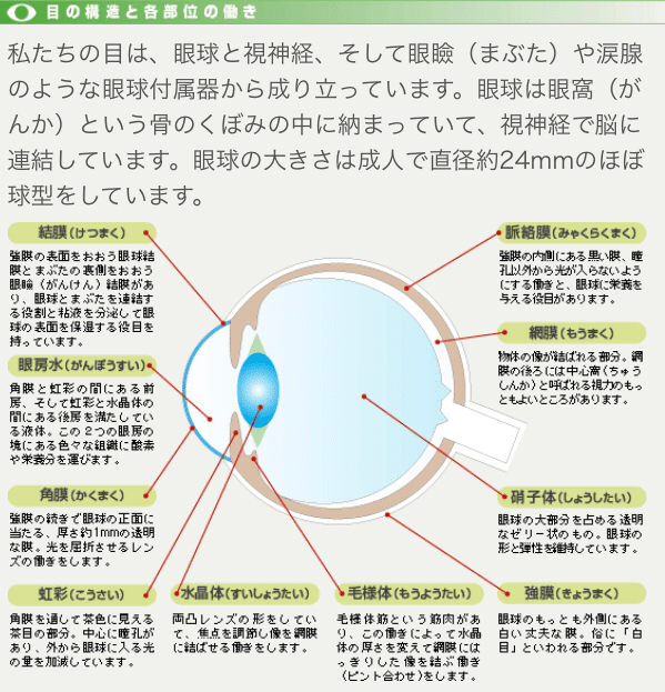 眼球の構造(見え方の仕組み)と視機能について|メガネくん盲学校/特別支援学校からの発信 眼球の構造(見え方の仕組み)と視機能について|メガネくん盲学校/特別支援学校からの発信