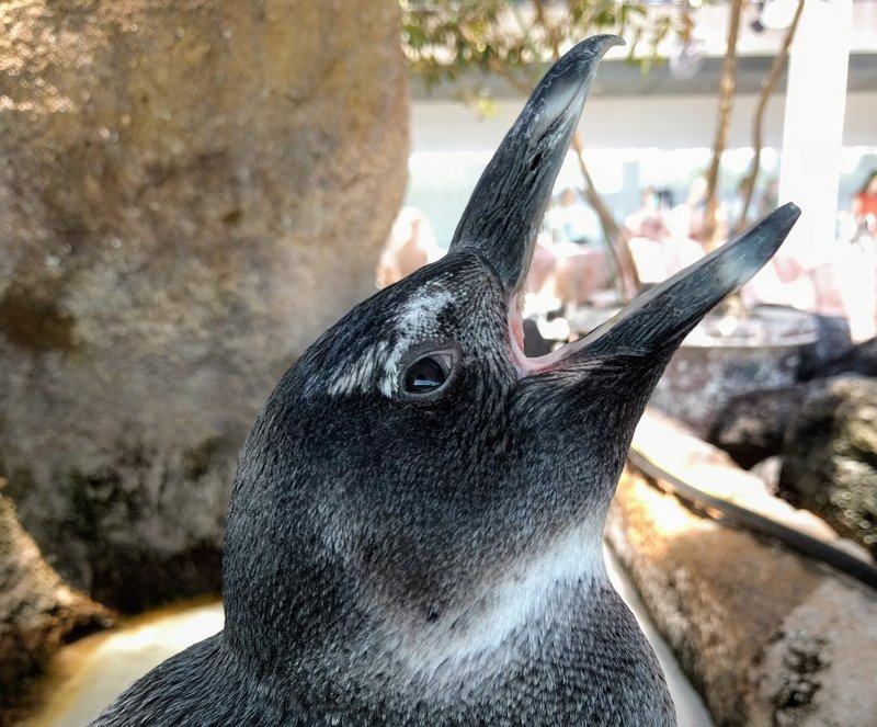 ケープペンギンのサクラくん ペンギン太郎 Note ケープペンギンのサクラくん ペンギン太郎 Note