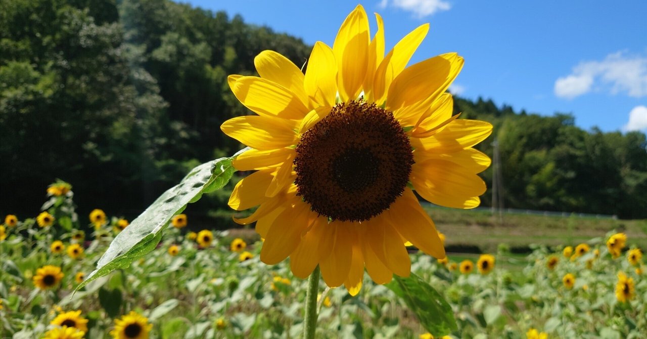 亀岡市西別院ひまわり畑2023年8月10日【ひまわり】|レタス 亀岡市西別院ひまわり畑2023年8月10日【ひまわり】|レタス