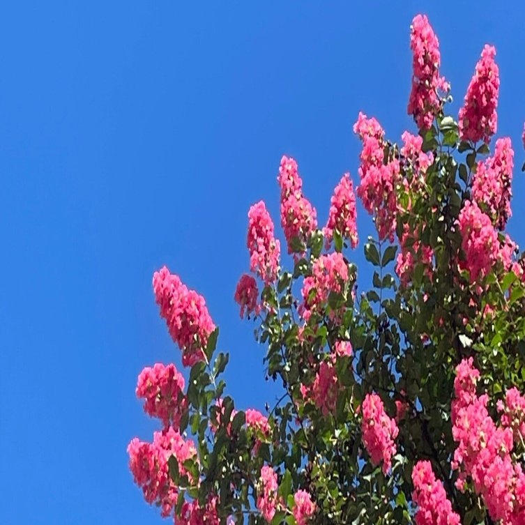 11. サルスベリ＠浅草通り｜キになるズ