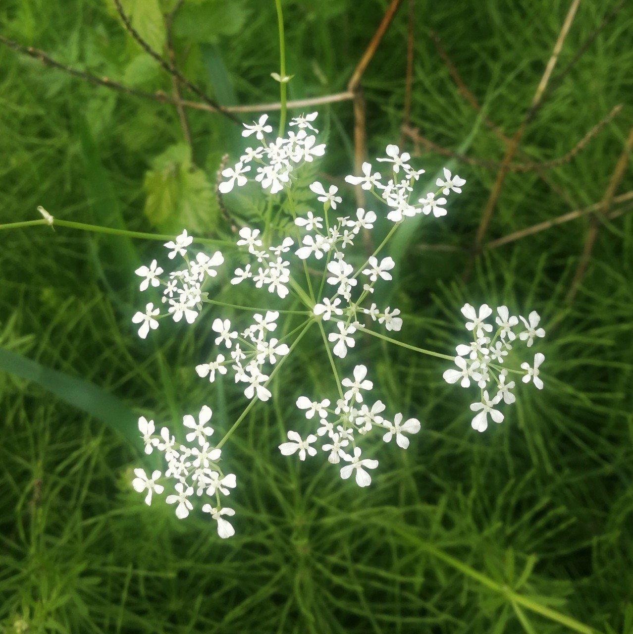 土手に咲く小さな白い花 高柳豊 Note 土手に咲く小さな白い花 高柳豊 Note