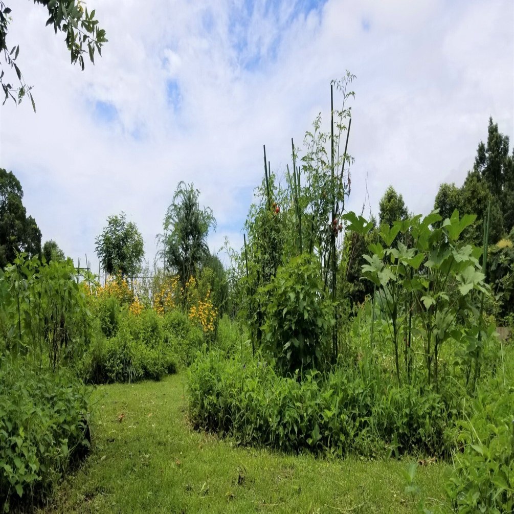 そーやんの｢地上の楽園｣ NOTE FARMへ行ってきました｜錬金術師の家庭菜園