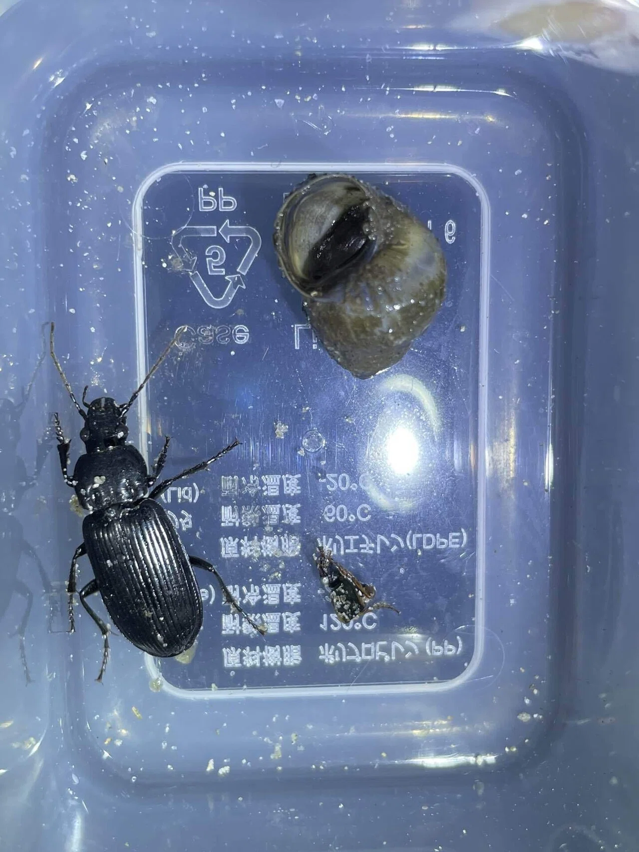 珪砂内に大量の産卵を行ったスナハラゴミムシ｜トモロウ