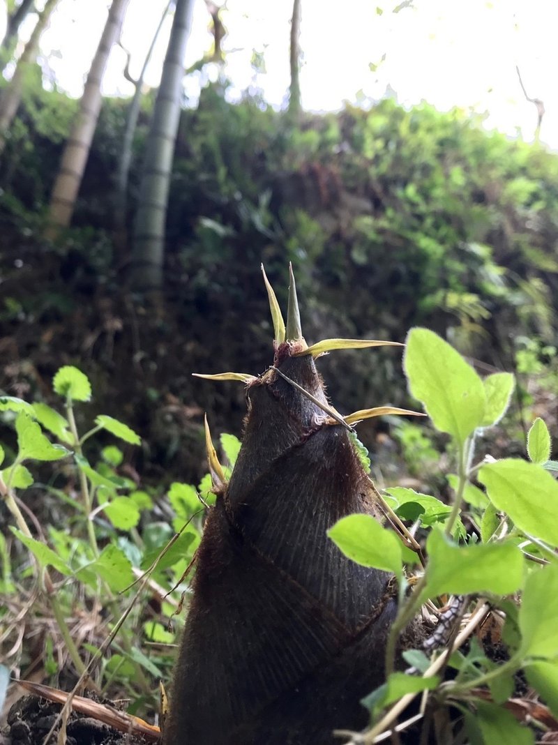 タケノコ採り マンボウ Note