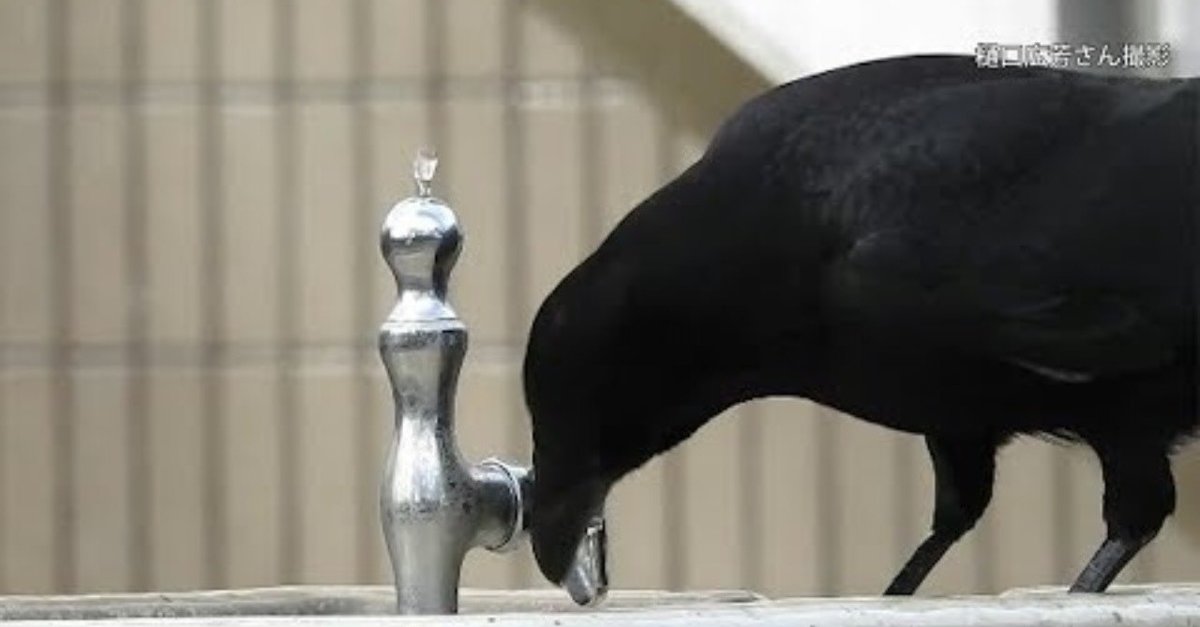 第180回 ハシブトガラスより賢い？ハシボソガラス(5回目)｜翆野 大地