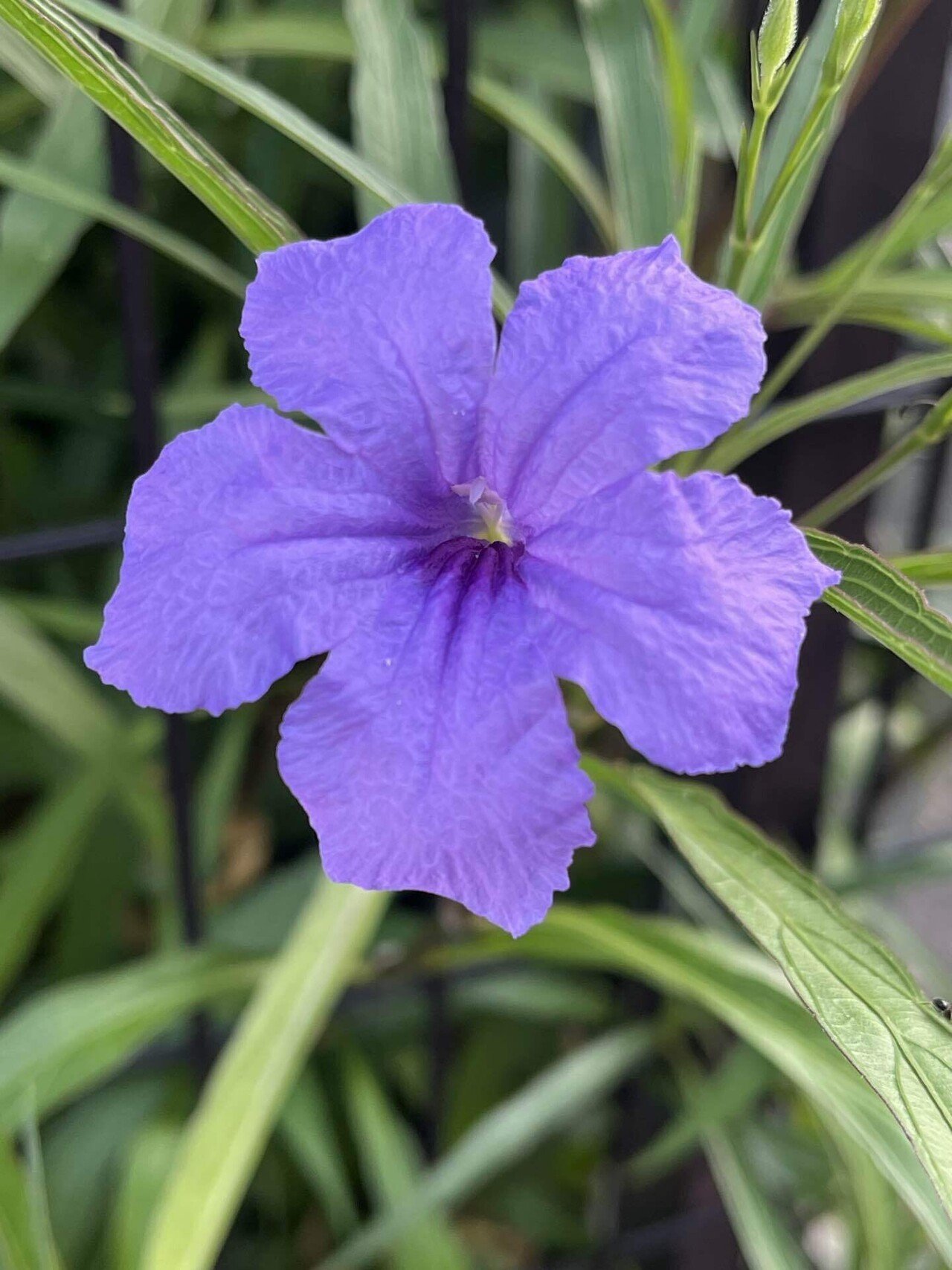 💐ムラサキルエリアさんかな❓ ヤナギバルイラソウさんね