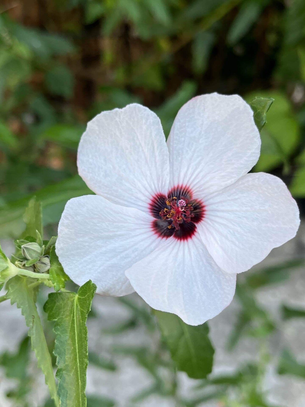 💐 タカサゴフヨウ（高砂芙蓉）さんね❣️📷｜まるまるの虫 カメさん
