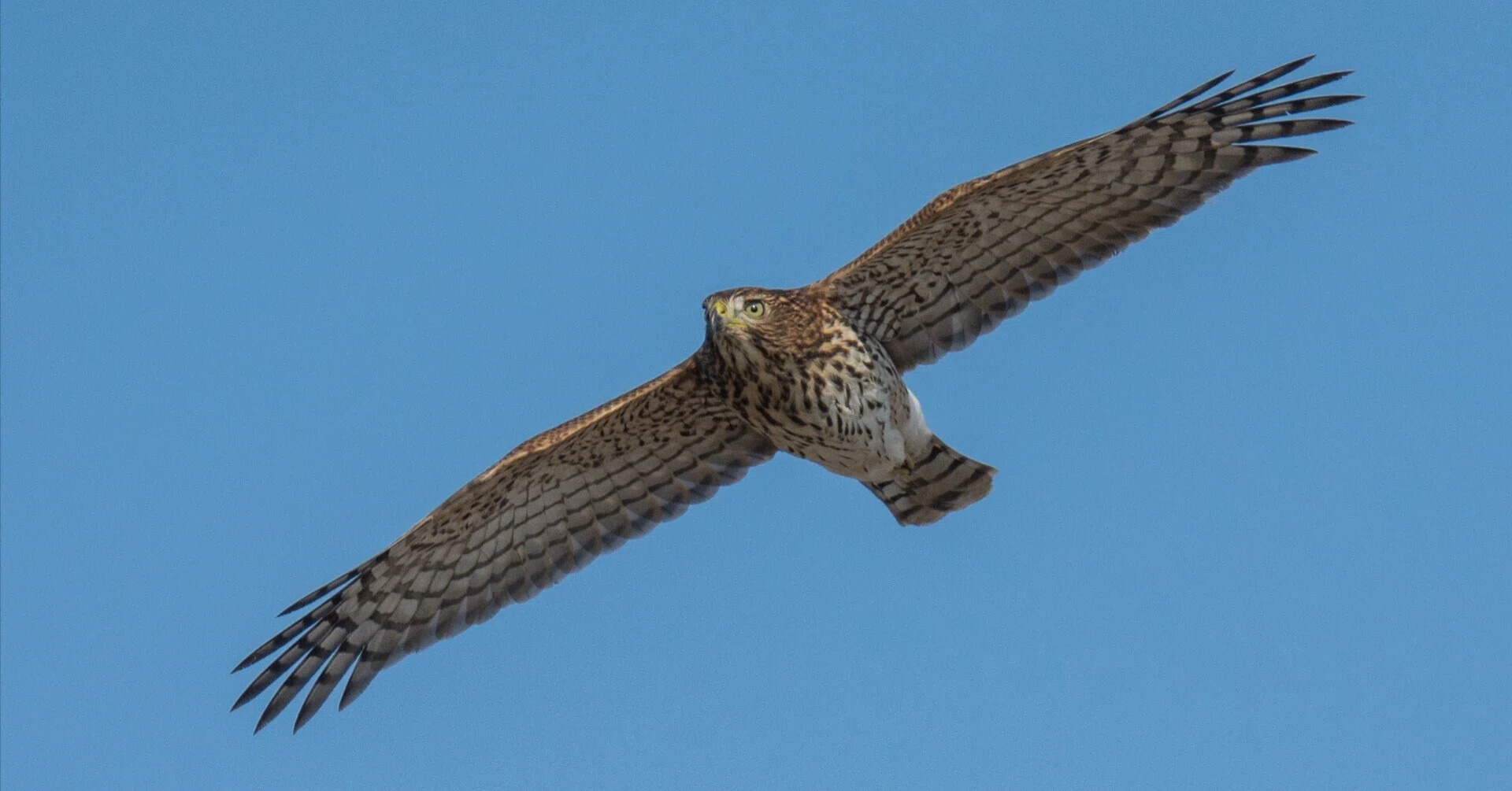 シカゴでバードウォッチング！】Cooper's Hawk｜ローリー