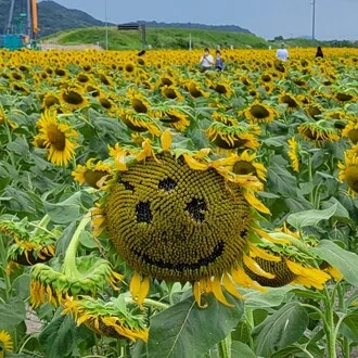ひまわり厨#フォロバ100％