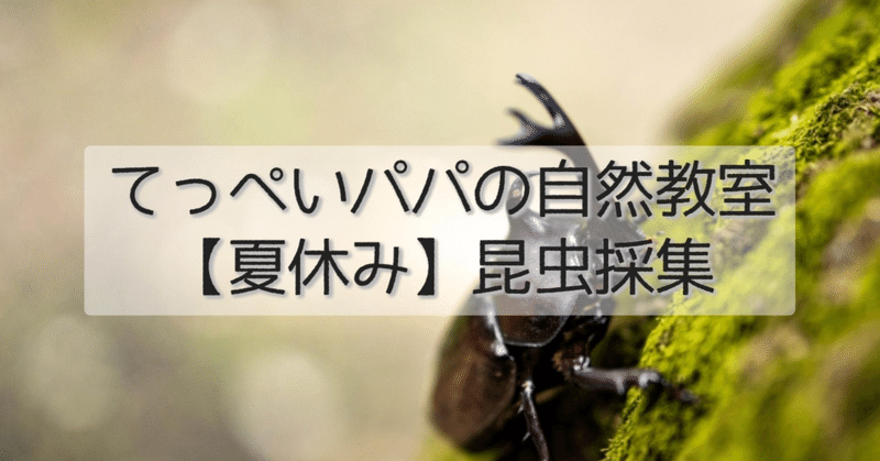 【夏休み】昆虫界のヒーロー！カブトムシとクワガタ！