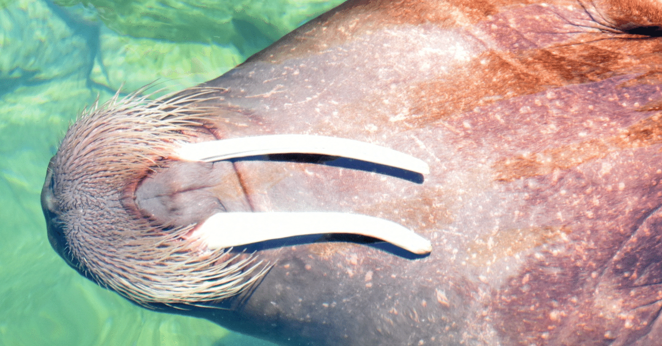 セイウチ 牙 海象 鯨 歯 セイウチ 牙 海象 鯨 歯 極上根付 時代物 海象 鯨歯風 セイウチの牙 極