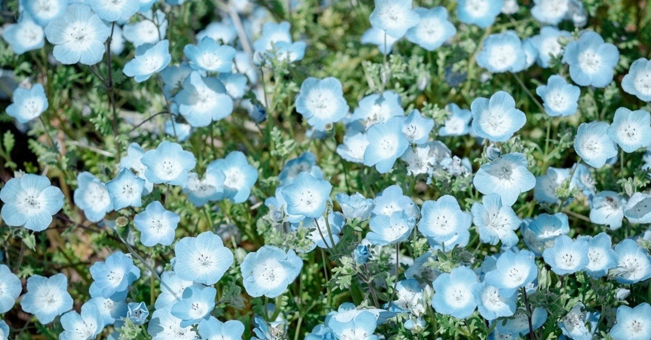 くりはま花の国 天国に一番近い公園 Susumu Sekiguchi Note