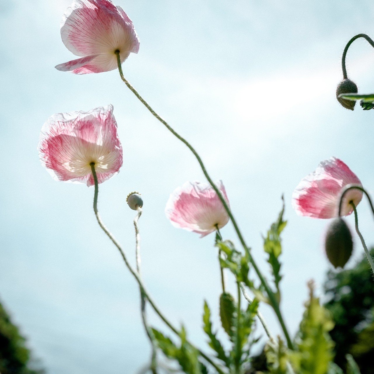 くりはま花の国 天国に一番近い公園 Susumu Sekiguchi Note