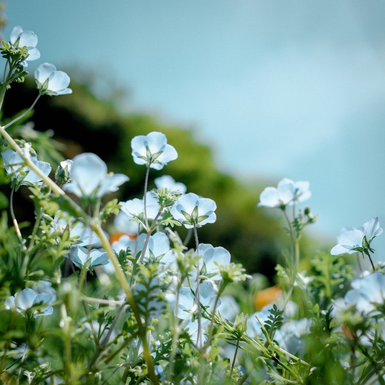 くりはま花の国 天国に一番近い公園 Susumu Sekiguchi Note