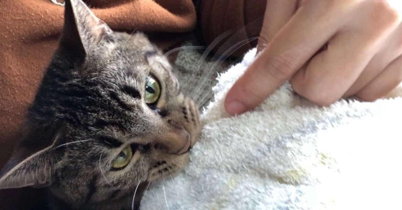 オシッコが出てないみたいなんです ノd 毛玉好きの獣医 Note