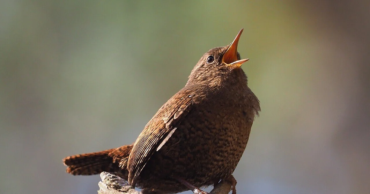 原生林の中で鳥の鳴き声を頼りに歩く探鳥では、できるだけ荷物を軽く