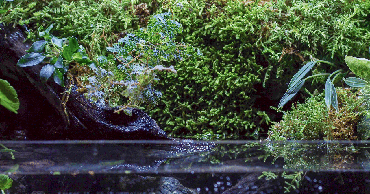 ナオページ1　テラリウム オーダー作品　アクアテラリウム システムテラ 30ではじめるグリーンライフ（後編） | NEWS | DOOA