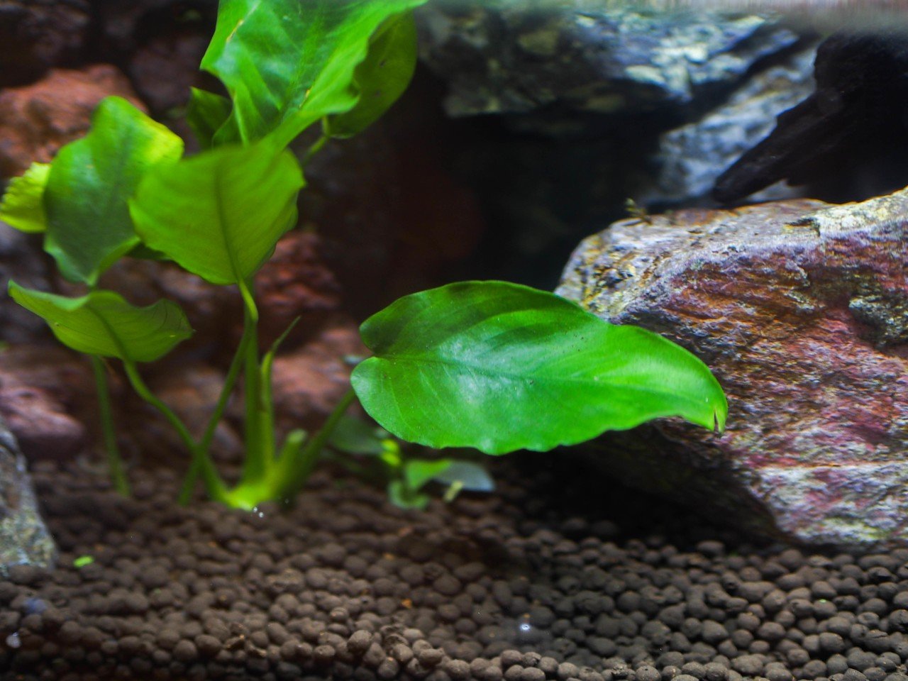 はじめてのアクアテラリウム水槽【その0:完成レイアウト はじめてのアクアテラリウム水槽【その0:完成レイアウト