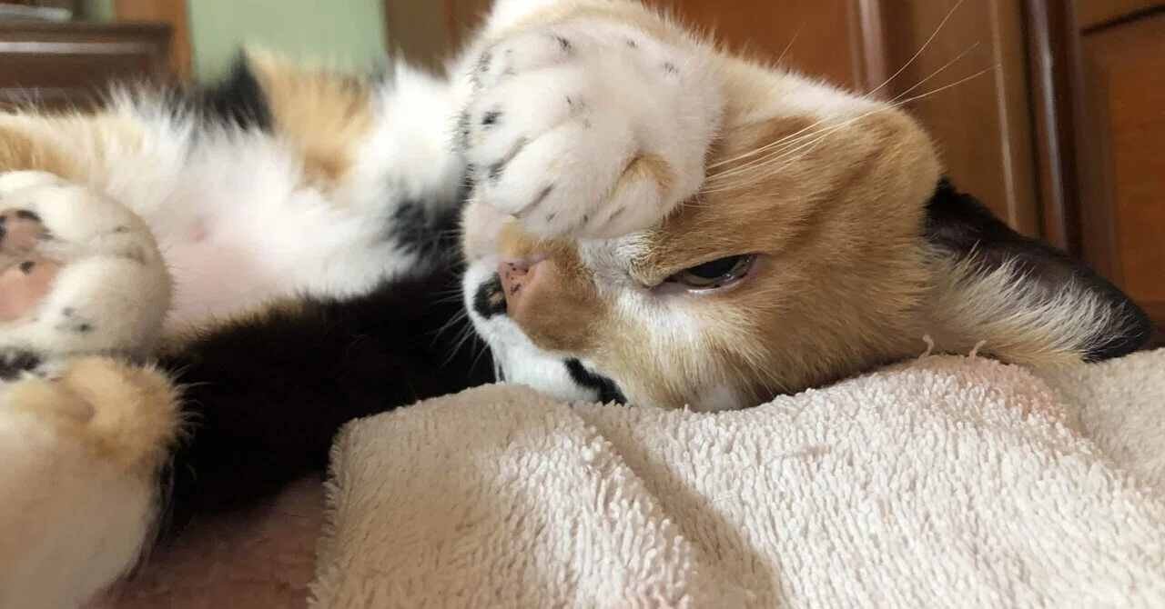 本当に怖くない猫の話 part.7|猫様とごはん