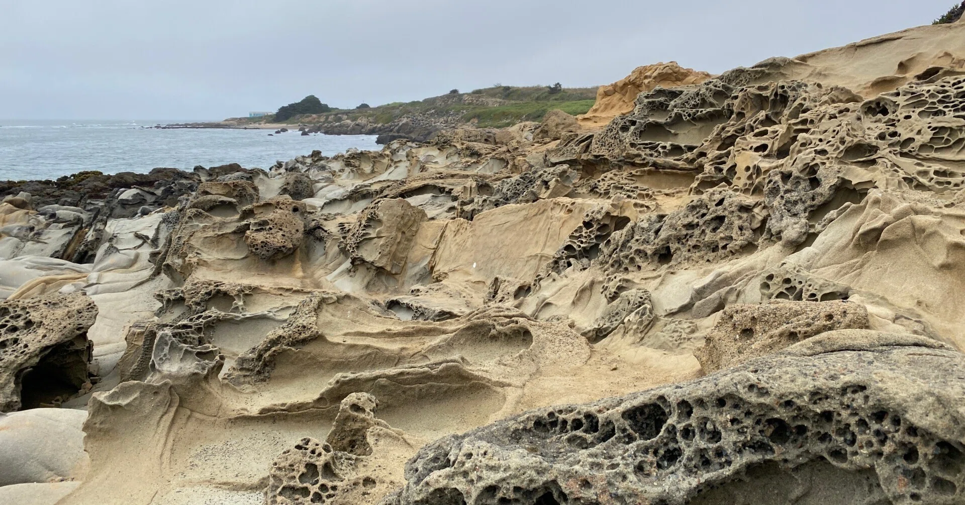 巨人のかけら〜Big Basin と Bean Hollow State Beach