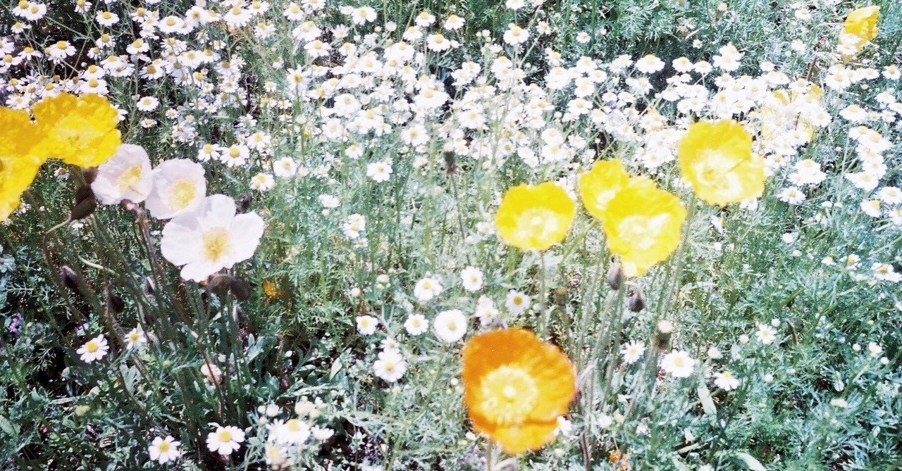 フィルムカメラの魅力 Coco Note