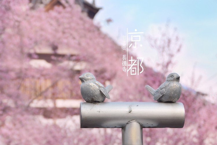 京都最初咲いた桜だそうです。
進路のことでイライラしてたので、ことしあまり花見しなかった．．．ಥ_ಥ