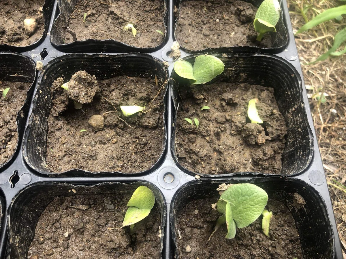 いろいろ試して自分に合った栽培を｜MUNA_FARM 無農薬自給自足