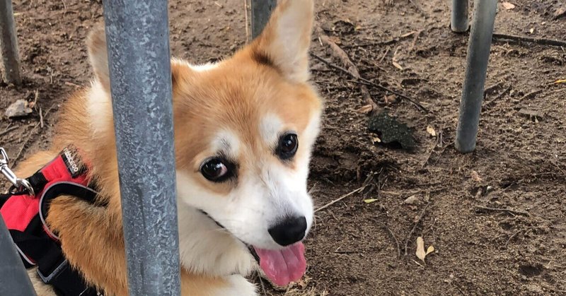 2023年５日間お盆の犬旅行初日！