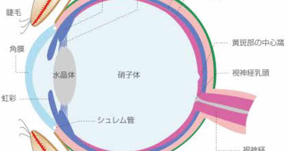シミュレーションレンズ体験と学習への配慮の具体例 メガネくん Note